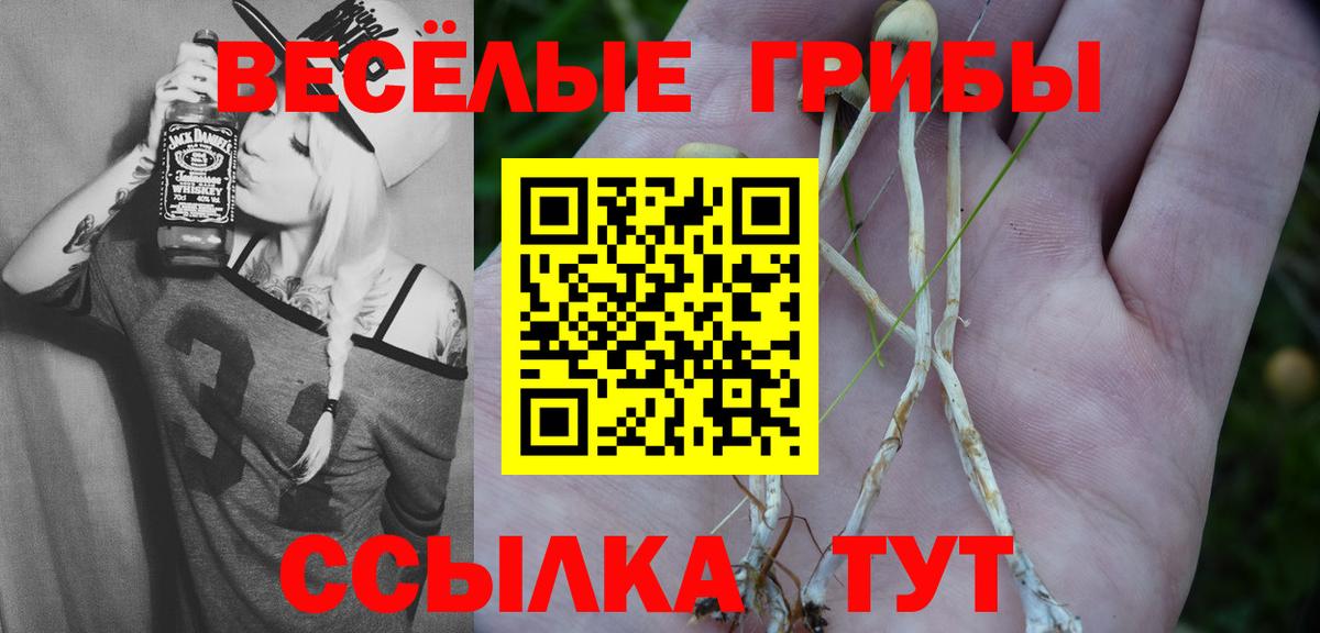 Псилоцибиновые грибы Psilocybine cubensis  наркошоп  Псилоцибиновые грибы GOLDEN TEACHER  Татарск  Вход с VPN 